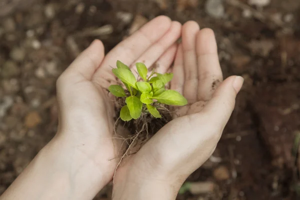 Рука тримає свіжу молоду рослину. рятує нове життя (вибірковий фокус — стокове фото