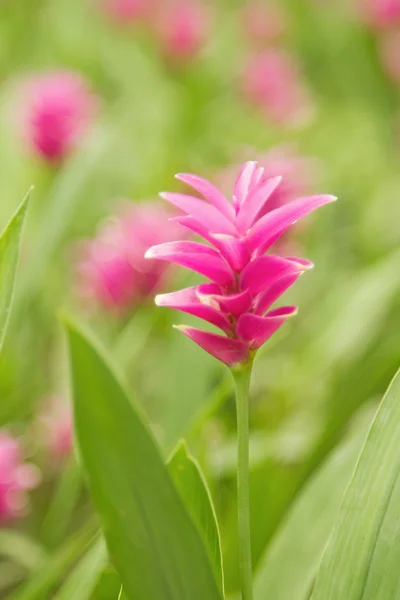 サイアム チューリップの花のピンクのフィールド — ストック写真