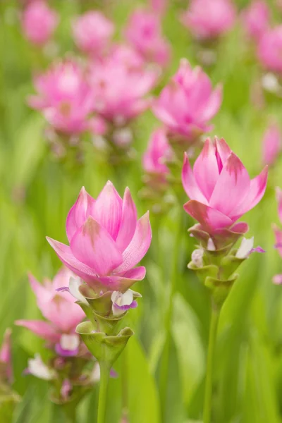 暹罗郁金香盛开的粉红领域 — 图库照片
