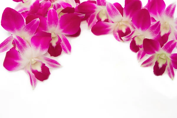 Krásné fialové orchideje hranice — Stock fotografie