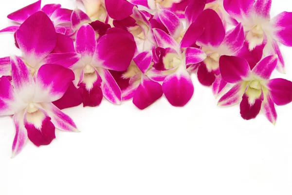 Hermosa orquídea violeta —  Fotos de Stock