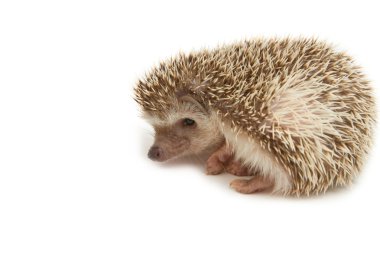 kirpi, Afrika cüce kirpi