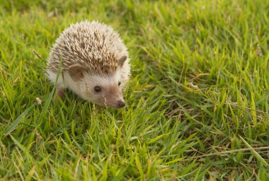 Hedgehog in the garden , African pygmy hedgehog clipart