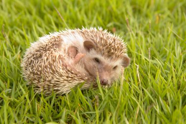 kirpi, Afrika cüce kirpi