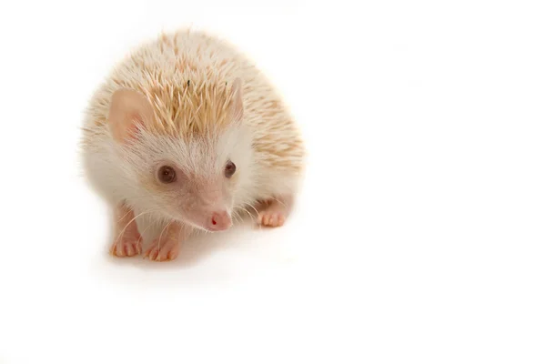 Hedgehog, ouriço-pigmeu africano — Fotografia de Stock