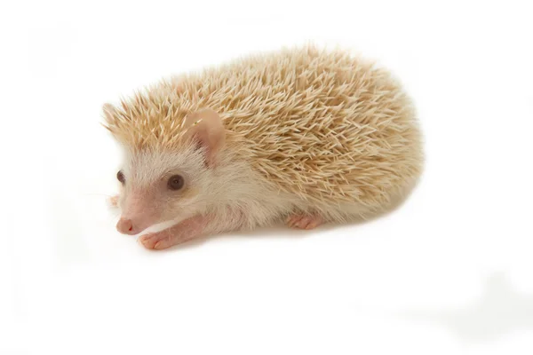 Hedgehog, ouriço-pigmeu africano — Fotografia de Stock