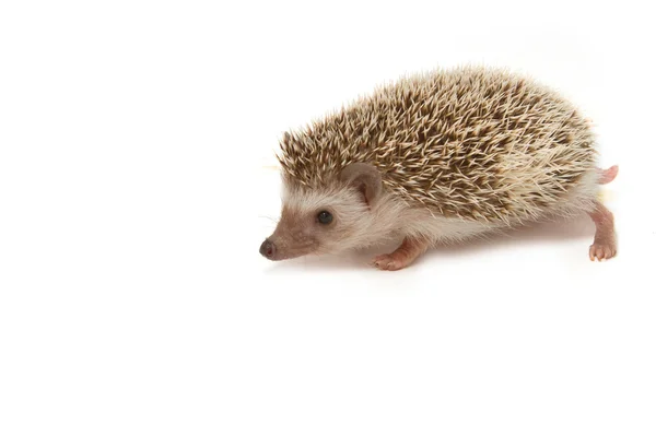 Black Hedgehog — Stock Photo, Image