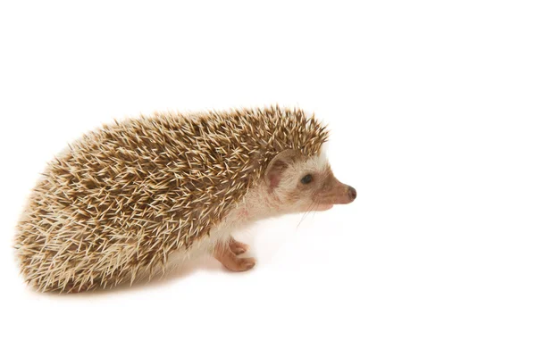 Schwarzer Igel — Stockfoto