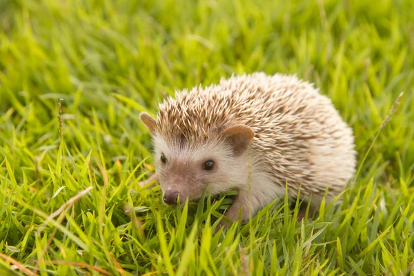 Hedgehog, ouriço-pigmeu africano — Fotografia de Stock