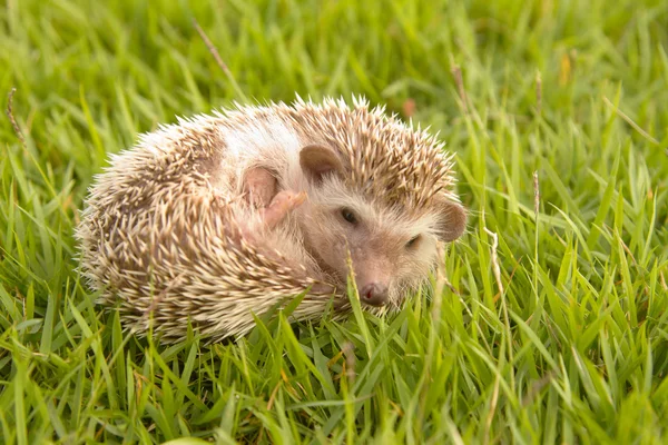 Hedgehog, ouriço-pigmeu africano — Fotografia de Stock