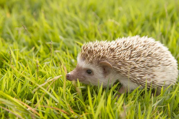 Hedgehog, ouriço-pigmeu africano — Fotografia de Stock