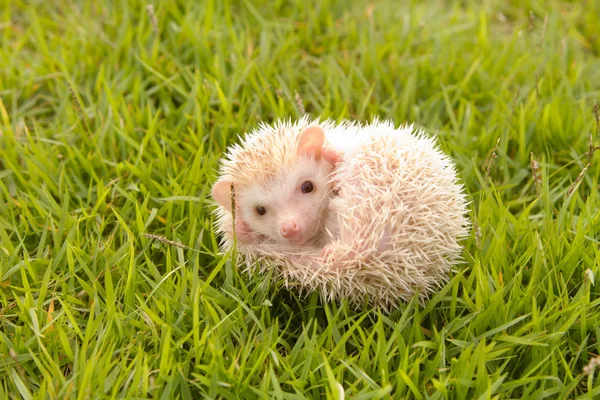 Hedgehog , African pygmy hedgehog — Stock Photo, Image