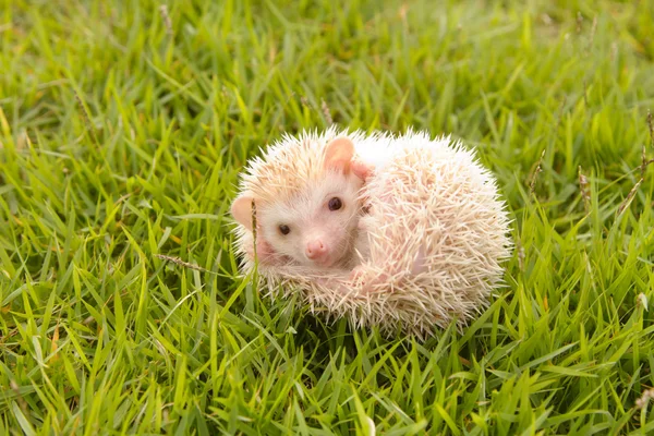 Erizo, Erizo pigmeo africano — Foto de Stock