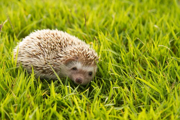 ハリネズミ、アフリカのピグミーのハリネズミ — ストック写真