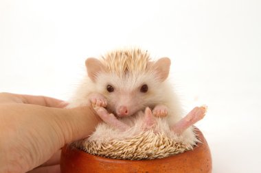 Cute hedgehog hand, African pygmy hedgehog clipart