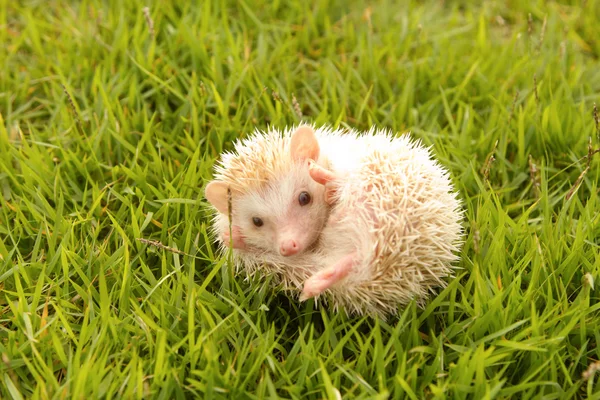 Hedgehog , African pygmy hedgehog — Stock Photo, Image