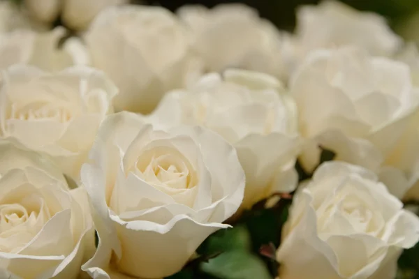 White roses background — Stock Photo, Image