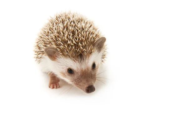 Hedgehog isolate — Stock Photo, Image