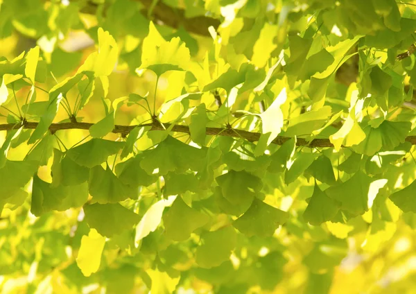 Ginkgo Biloba, sfondo foglia verde — Foto Stock