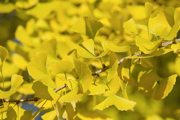 Ginkgo albero autunnale, sfondo foglia — Foto Stock