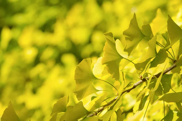 Ginkgo albero autunnale, sfondo foglia — Foto Stock