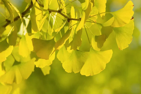 Höstlig ginkgo träd, löv bakgrund — Stockfoto
