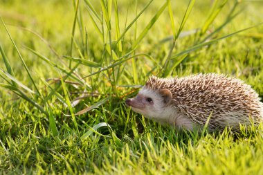 yeşil çim küçük kirpi