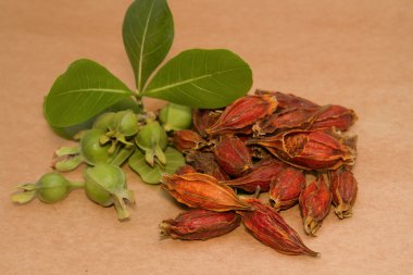 gardenya meyve, cape Yasemin meyve Çin Bitkisel Tıp