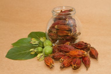 gardenya meyve, cape Yasemin meyve Çin Bitkisel Tıp