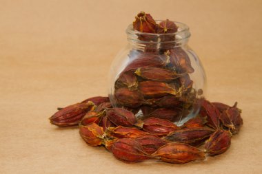 gardenya meyve, cape Yasemin meyve Çin Bitkisel Tıp