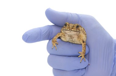 Kurbağa erkek eli izole