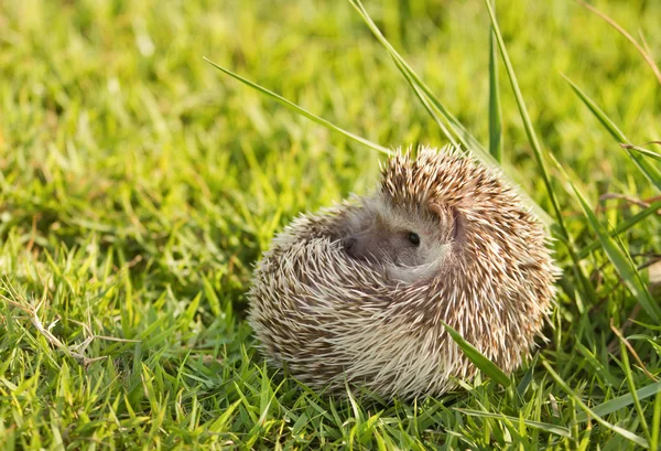 Pequeño erizo en la hierba verde — Foto de Stock