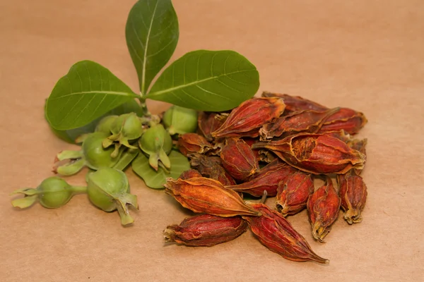 Gardenia Fruit,Cape Jasmine Fruit chinese herbal medicine — Stock Photo, Image