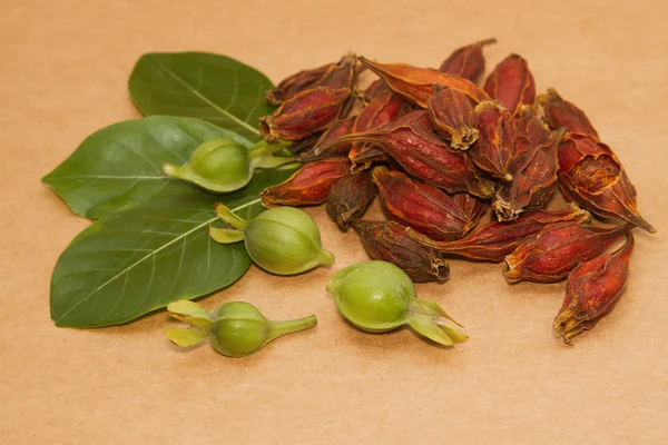 Gardenia Fruit,Cape Jasmine Fruit chinese herbal medicine — Stock Photo, Image