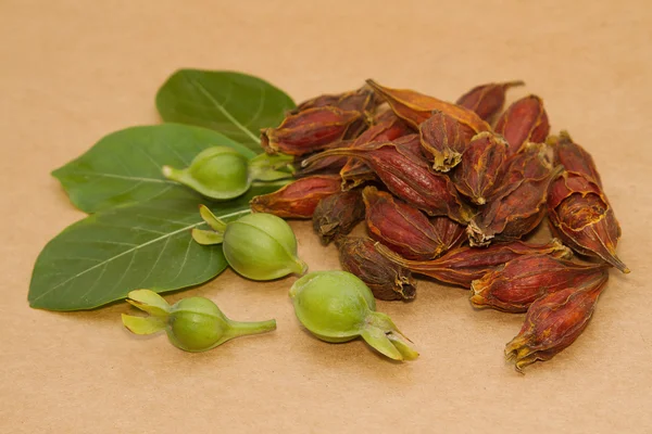 Gardenia vruchten, cape jasmine vruchten chinese kruidengeneeskunde — Stockfoto