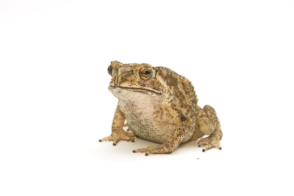 Toad Isolated — Stock Photo, Image