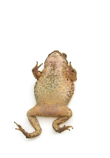 Toad Isolated — Stock Photo, Image