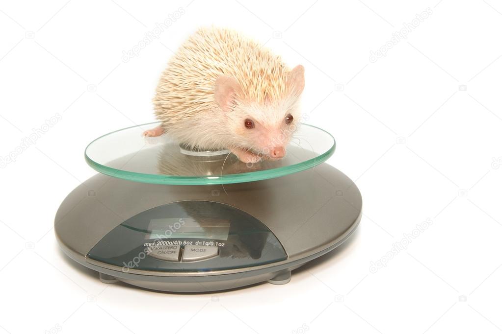 Hedgehog laying on weight scales