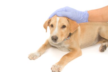 hasta köpek rahatlatıcı veteriner Bakımı