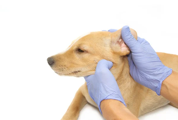 Veterinario esaminando l'orecchio di un cucciolo — Foto Stock
