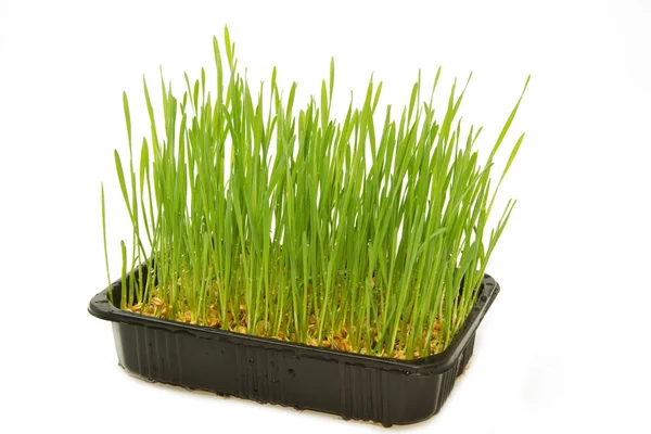 Growth wheat Stock Picture