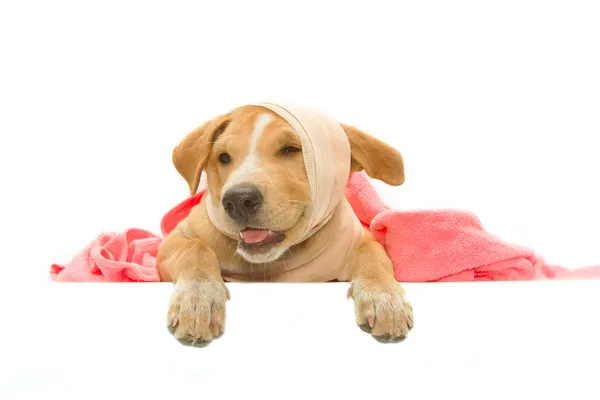Sjuk hund med bandage på huvudet — Stockfoto