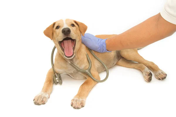 Vétérinaire et un chiot mignon avec stéthoscope — Photo