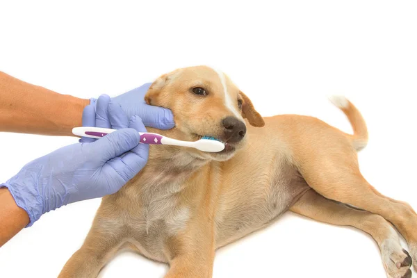 Veterinär Tandläkare rengöring hundens tänder med tandborste — Stockfoto