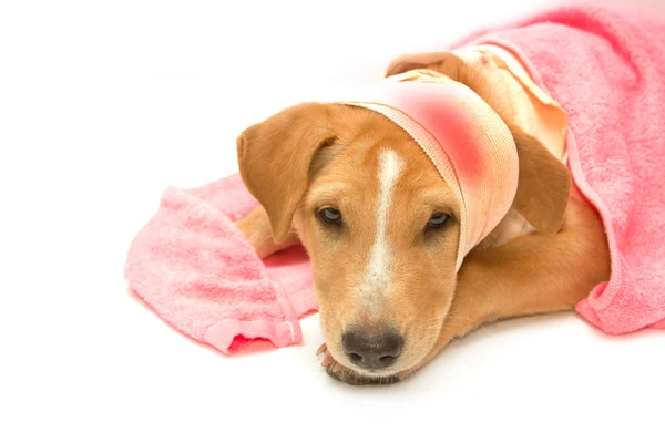 Sjuk hund med bandage på huvudet — Stockfoto