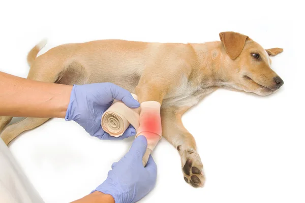 Manos de veterinario envolviendo un vendaje en la pierna del cachorro — Foto de Stock