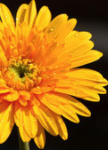 sárga gerbera virág, elkülönítése