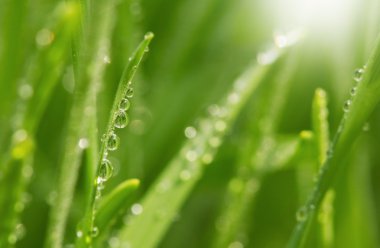 su ile yeşil çim, doğal arka plan damla