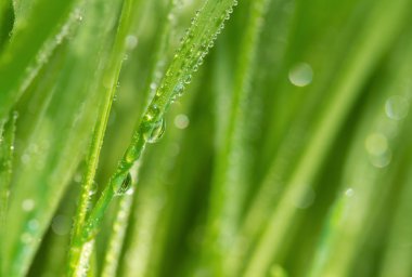 su ile yeşil çim, doğal arka plan damla