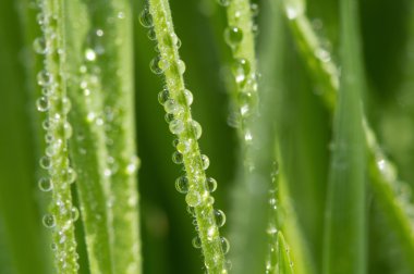 su ile yeşil çim, doğal arka plan damla